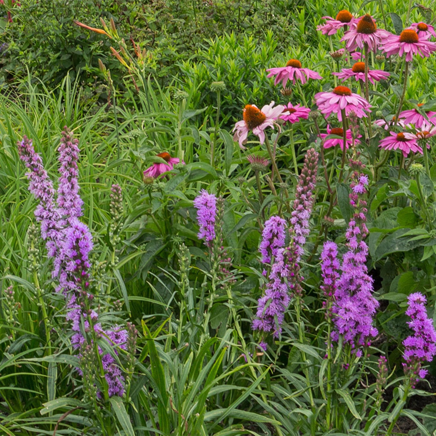 Stauden Packet - Bienen- und Schmetterlingsanziehend - 24 Stauden - Für 3 m2 - Verschiedene Farben - Pflegeleicht - Topf 11cm