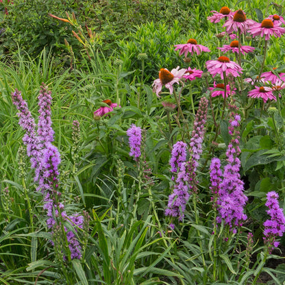 Stauden Packet - Bienen- und Schmetterlingsanziehend - 24 Stauden - Für 3 m2 - Verschiedene Farben - Pflegeleicht - Topf 11cm