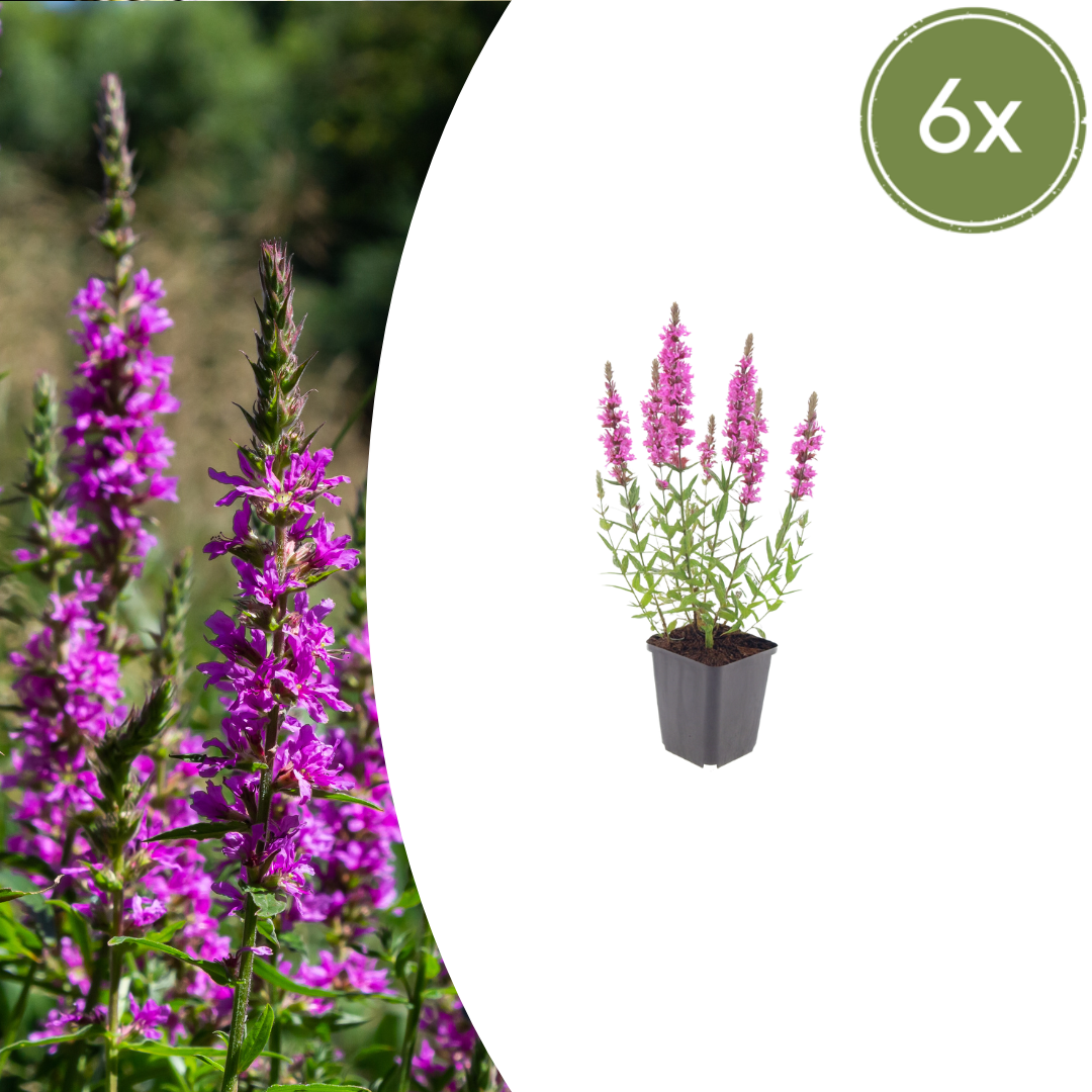 6x Lythrum salicaria - ↕10-25cm - Ø9cm