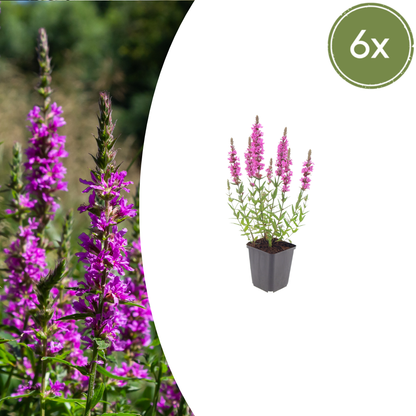 6x Lythrum salicaria - ↕10-25cm - Ø9cm