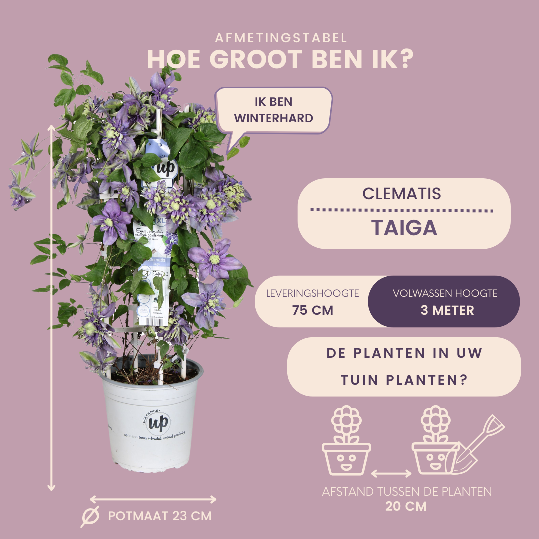 Waldrebe – Clematis &