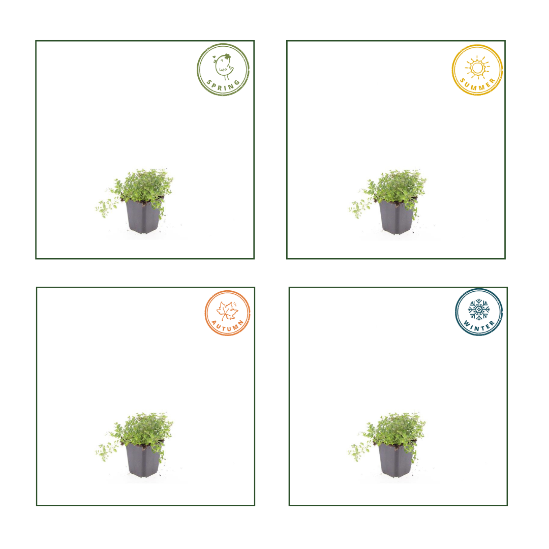 6x Thymus Serpyllum ↕10-25cm - Ø9cm