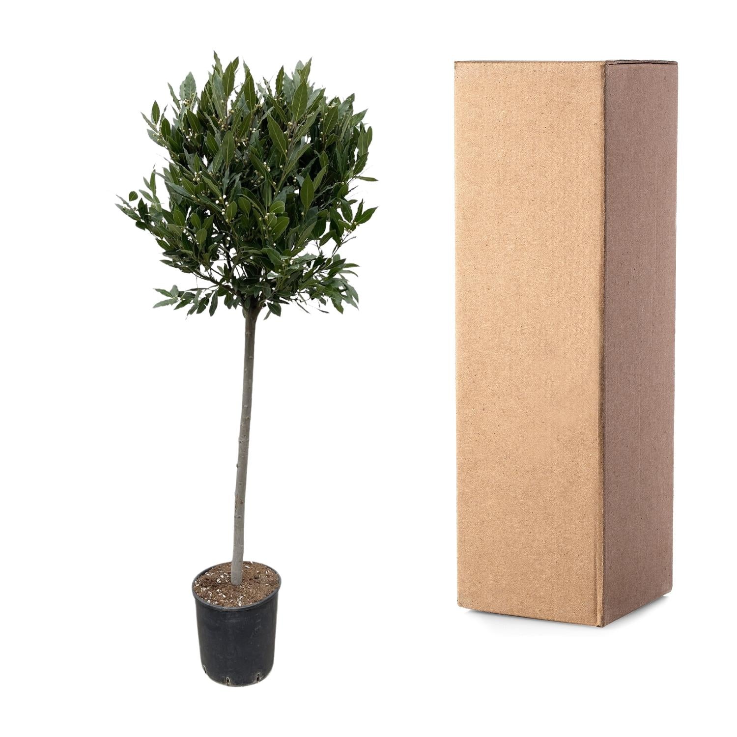 Echter Lorbeer - 210 cm - ø40