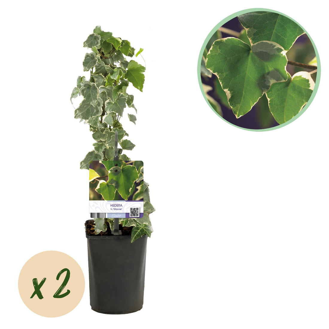 Kletterpflanze - Hedera helix Glacier - Blatt Bunt - Immergrün - 2 Pflanzen - Topf 11cm Höhe 40cm