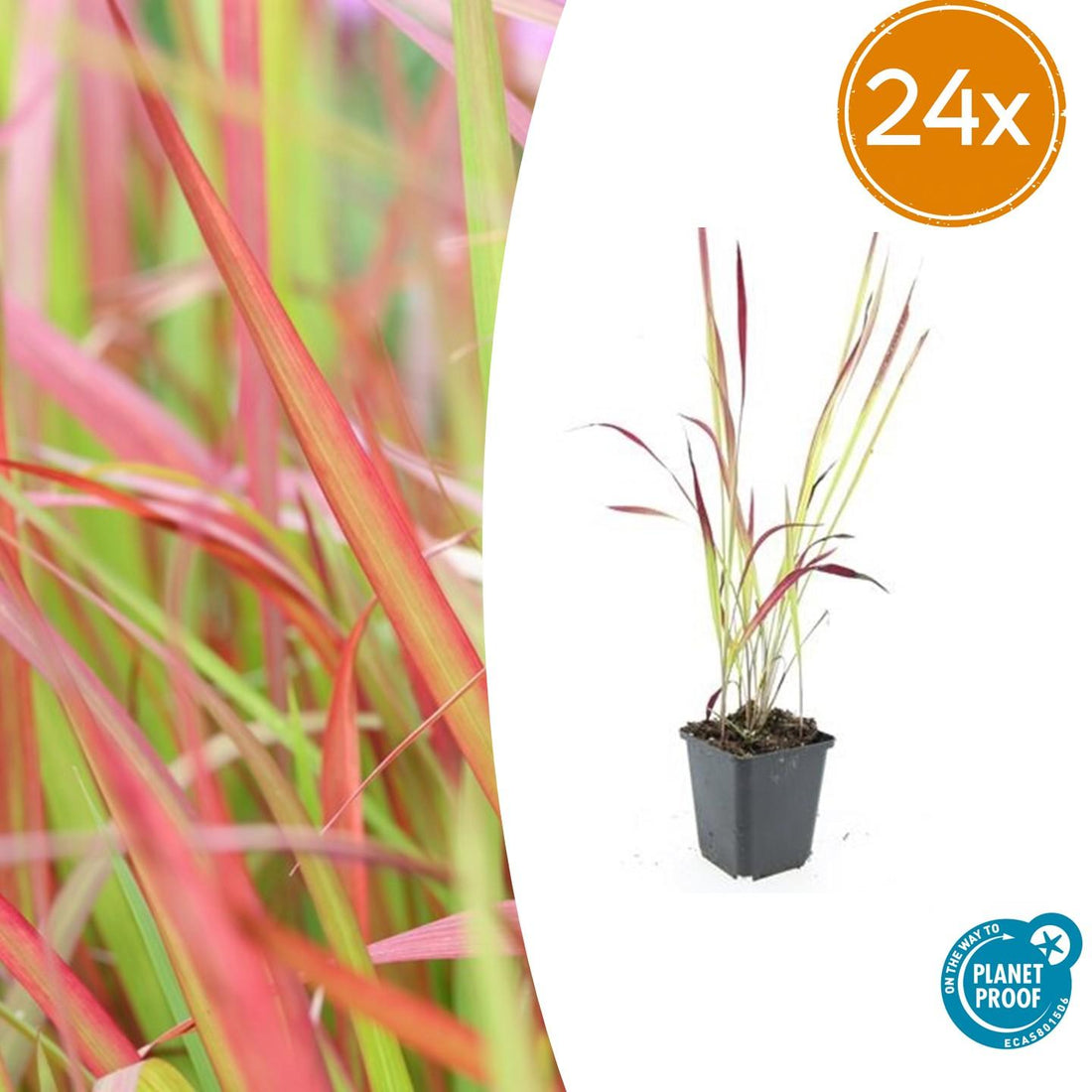 Imperata cylindrica ‘Red Baron’ – 24 Pflanzen Ø 9 cm – Japanisches Blutgras mit intensiver roter Färbung
