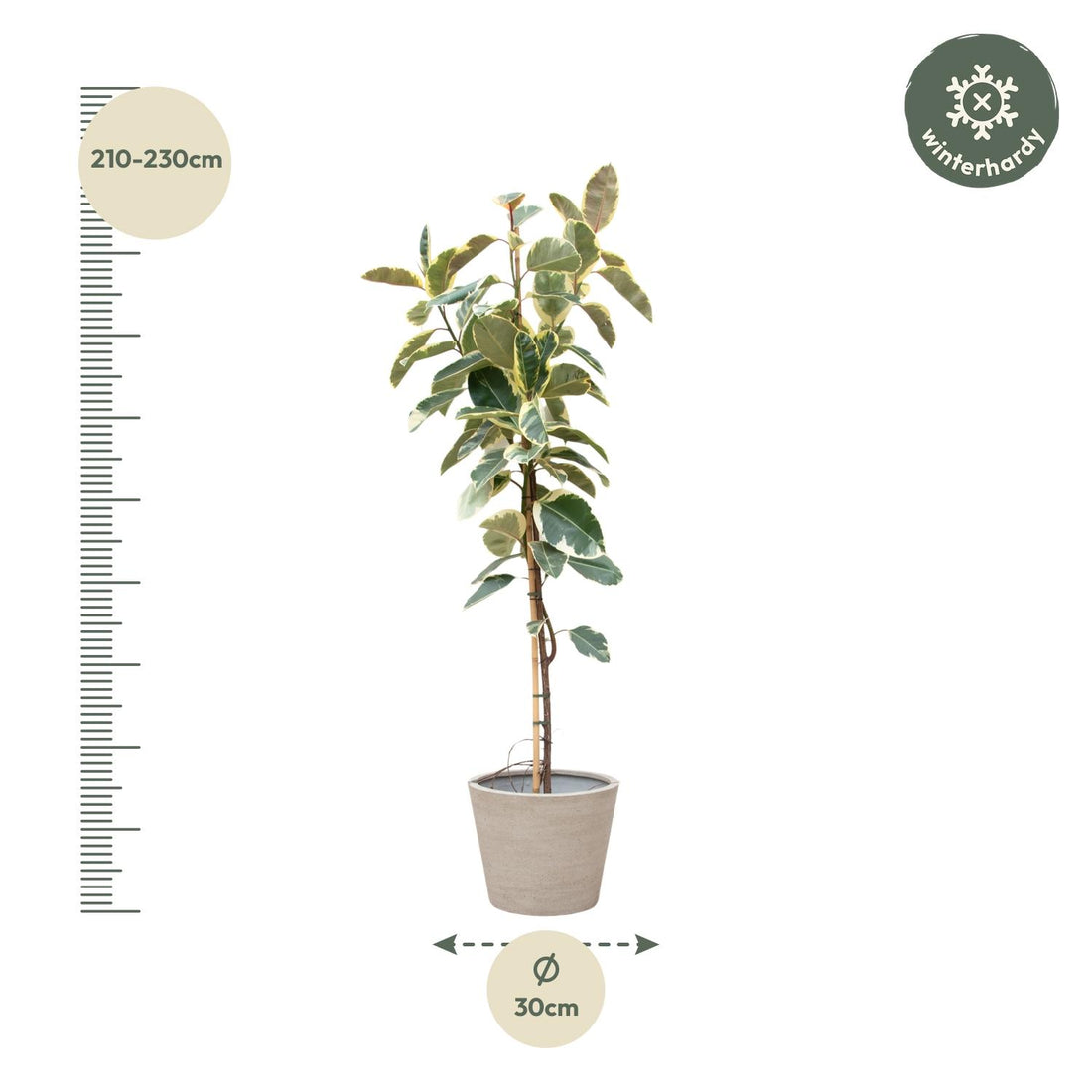 Ficus Tineke auf Stamm – Eleganter Gummibaum mit Farbspiel
