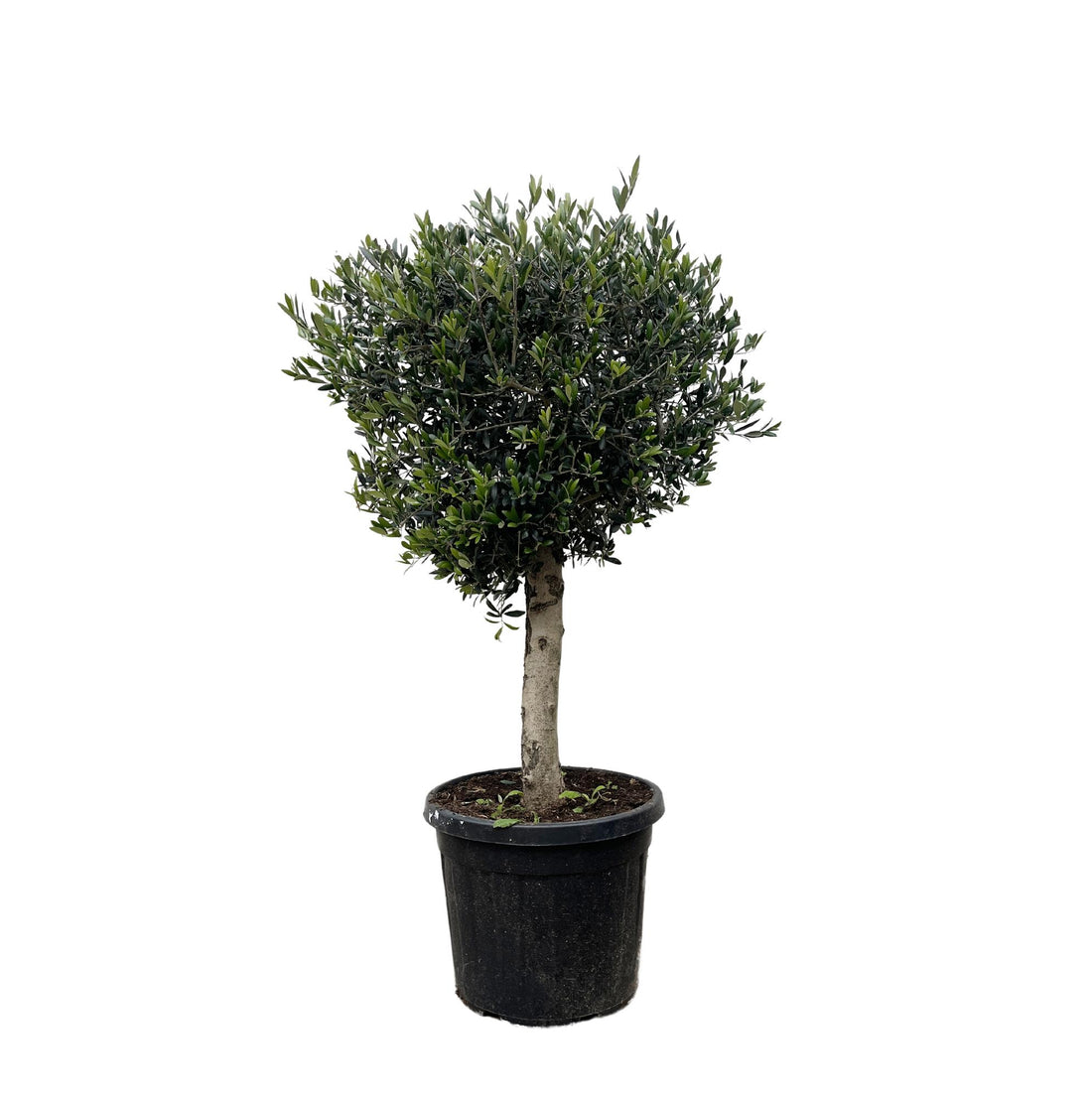 Olea europaea &