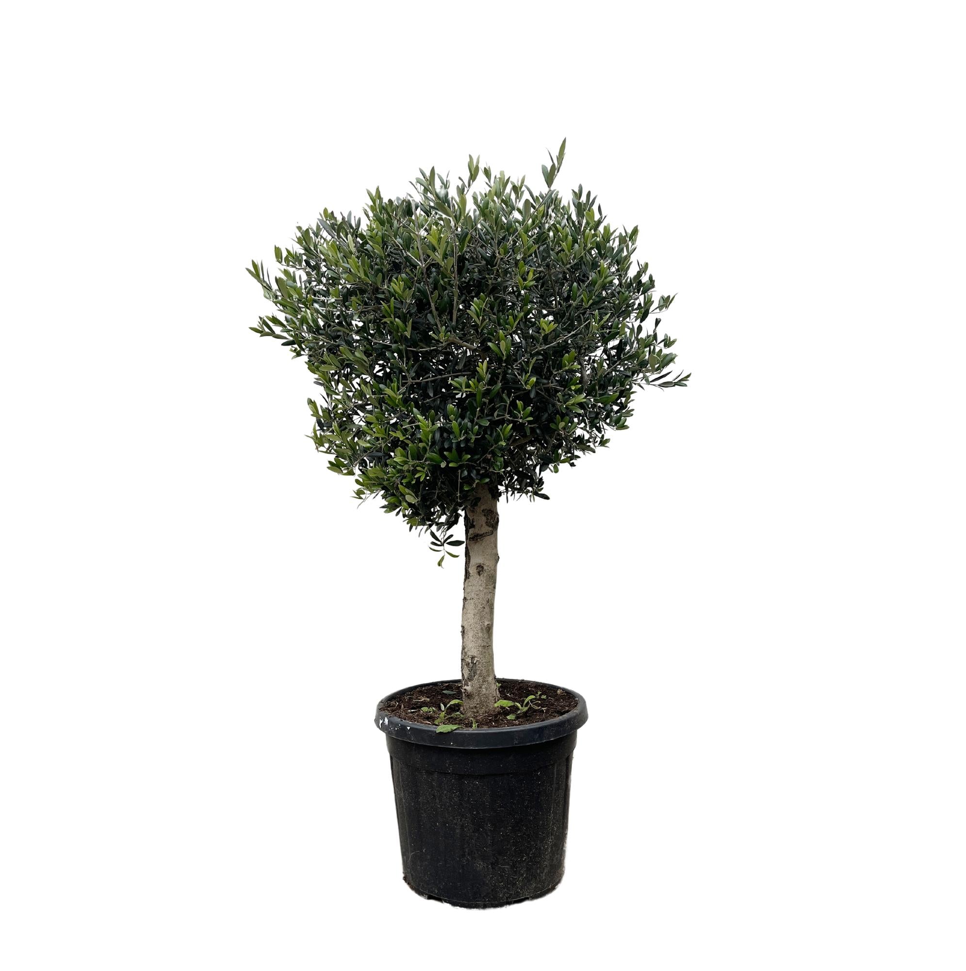 Olea europaea &
