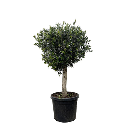 Olea europaea &