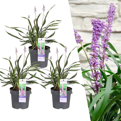 Liriope muscari &