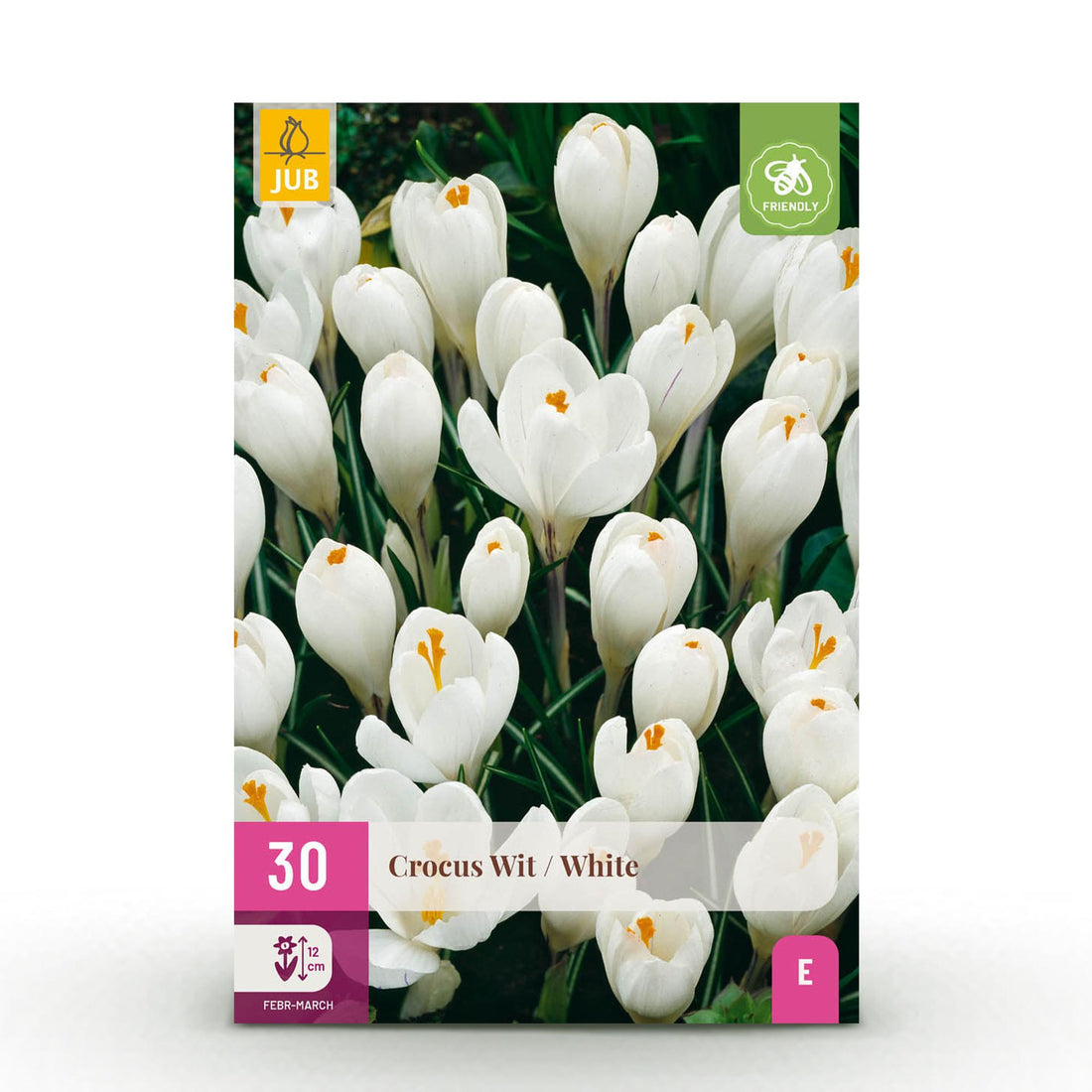 Blumenzwiebeln Crocus White | 30 Stück Weiß – Zwiebelgröße 7/8 – XXL Pack