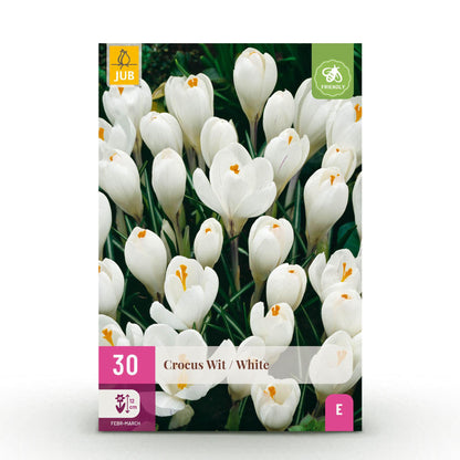 Blumenzwiebeln Crocus White | 30 Stück Weiß – Zwiebelgröße 7/8 – XXL Pack