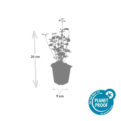 24x Agastache ‘Black Adder’ – Bienenfreundliche Duftnessel für Beete &amp; Rabatten – Höhe 10–25 cm – Ø 9 cm