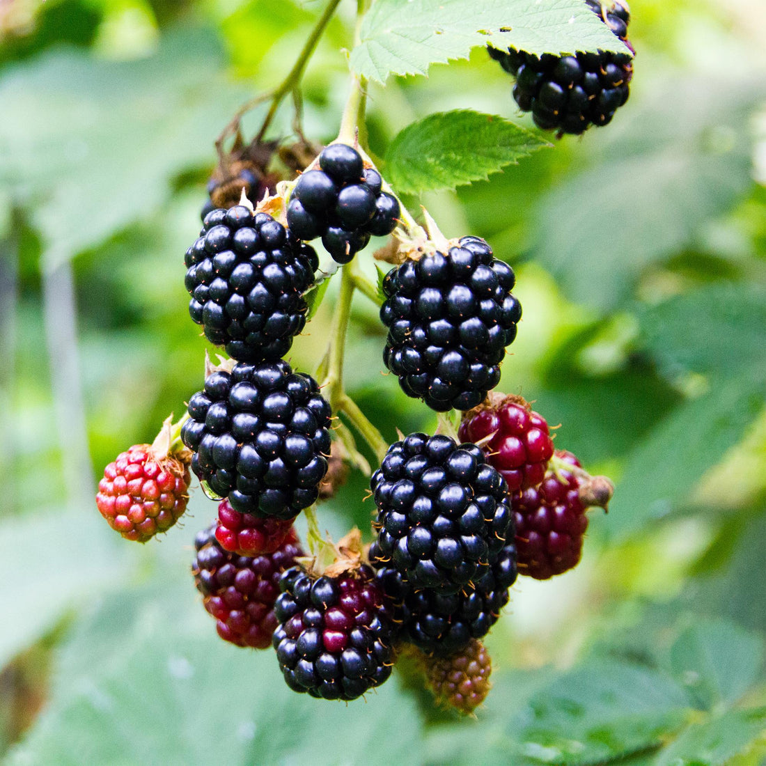 Brombeere - Rubus fruticosus Triple Crown - Schwarze Brombeere - Dornenlos - 2 Pflanzen - Topf 11cm Höhe 40cm