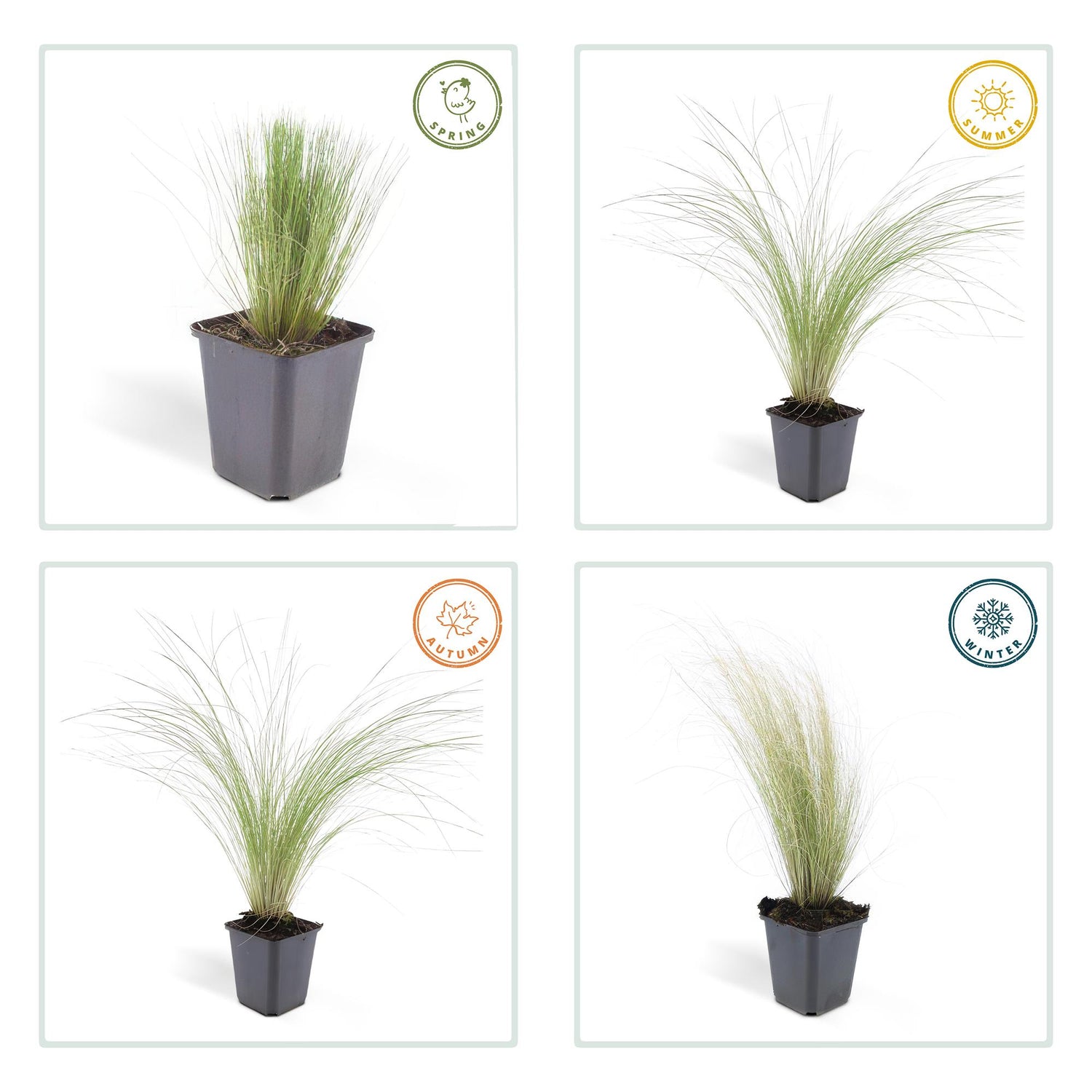 24x Stipa tenuissima ‘Ponytails’ – Mexikanisches Federgras für moderne &amp; naturnahe Beete – Höhe 10–25 cm – Ø 9 cm