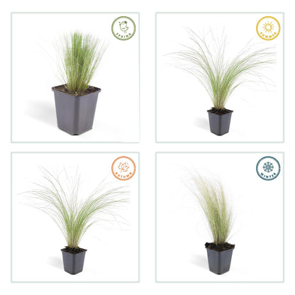 24x Stipa tenuissima ‘Ponytails’ – Mexikanisches Federgras für moderne &amp; naturnahe Beete – Höhe 10–25 cm – Ø 9 cm