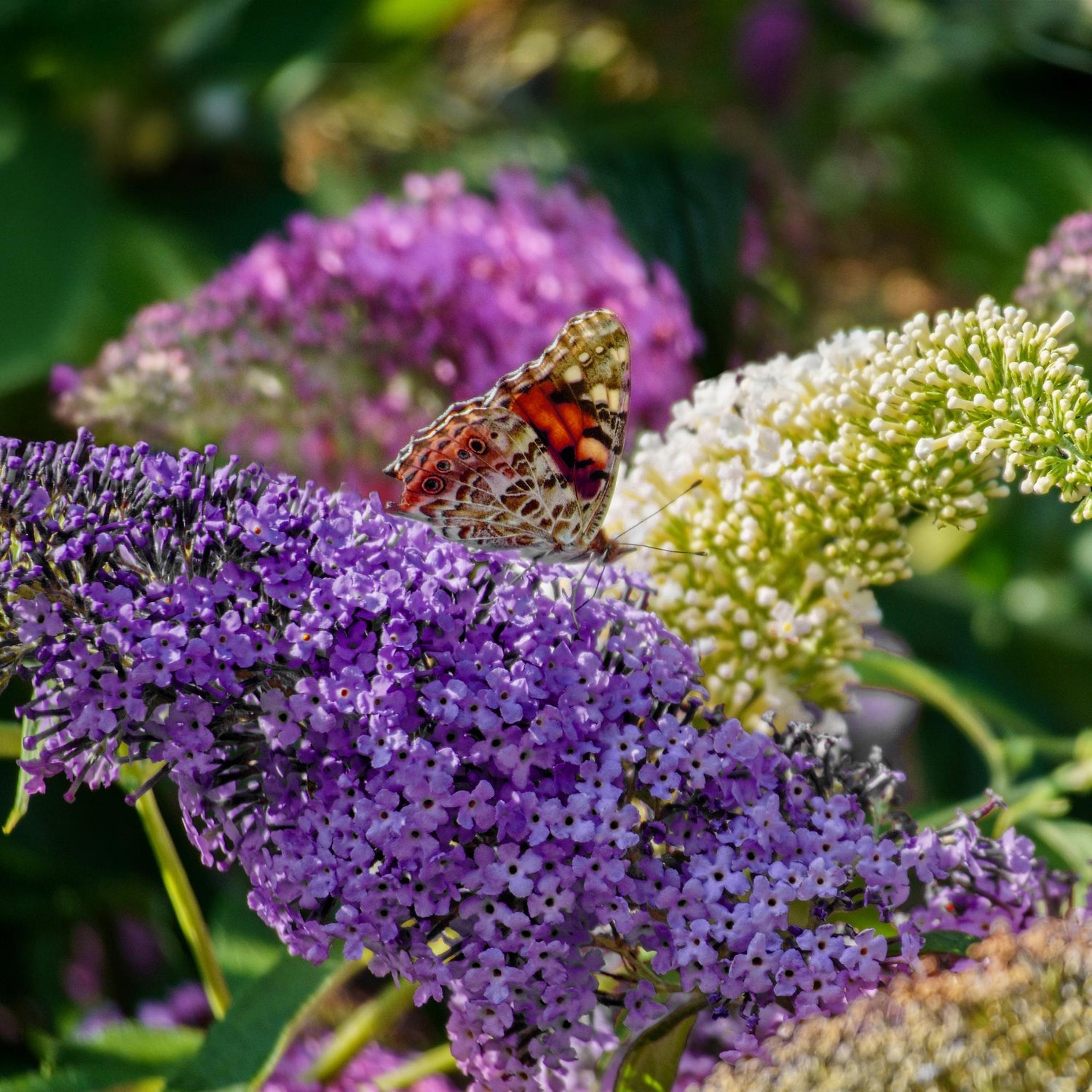Schmetterlingsstrauch - Buddleja davidii Tricolour - Blüten Rosa, Weiß und Lila - 3 Pflanzen - 1m2 - Laubabwerfend - Schmetterlingsanlockend - Topf 17cm Höhe 30cm