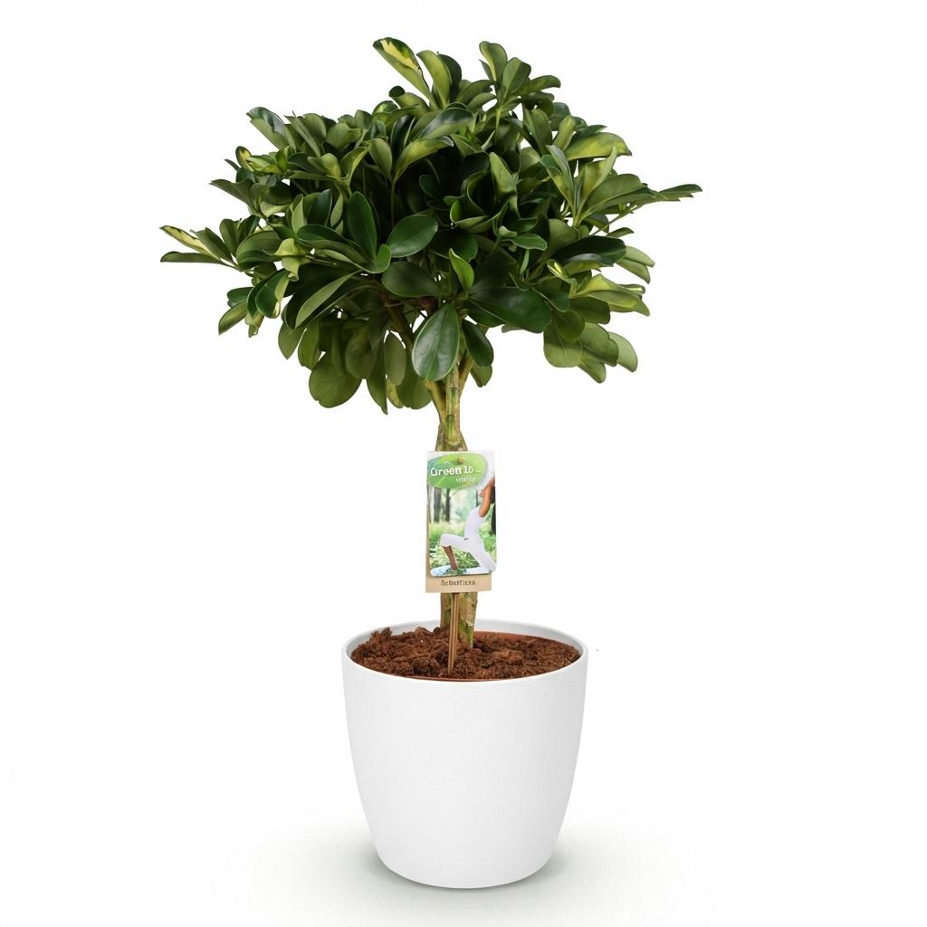 Schefflera Gold Capelle - Fingerbaum mit Potter Topf Weiß oder Grau Höhe 70-81cm