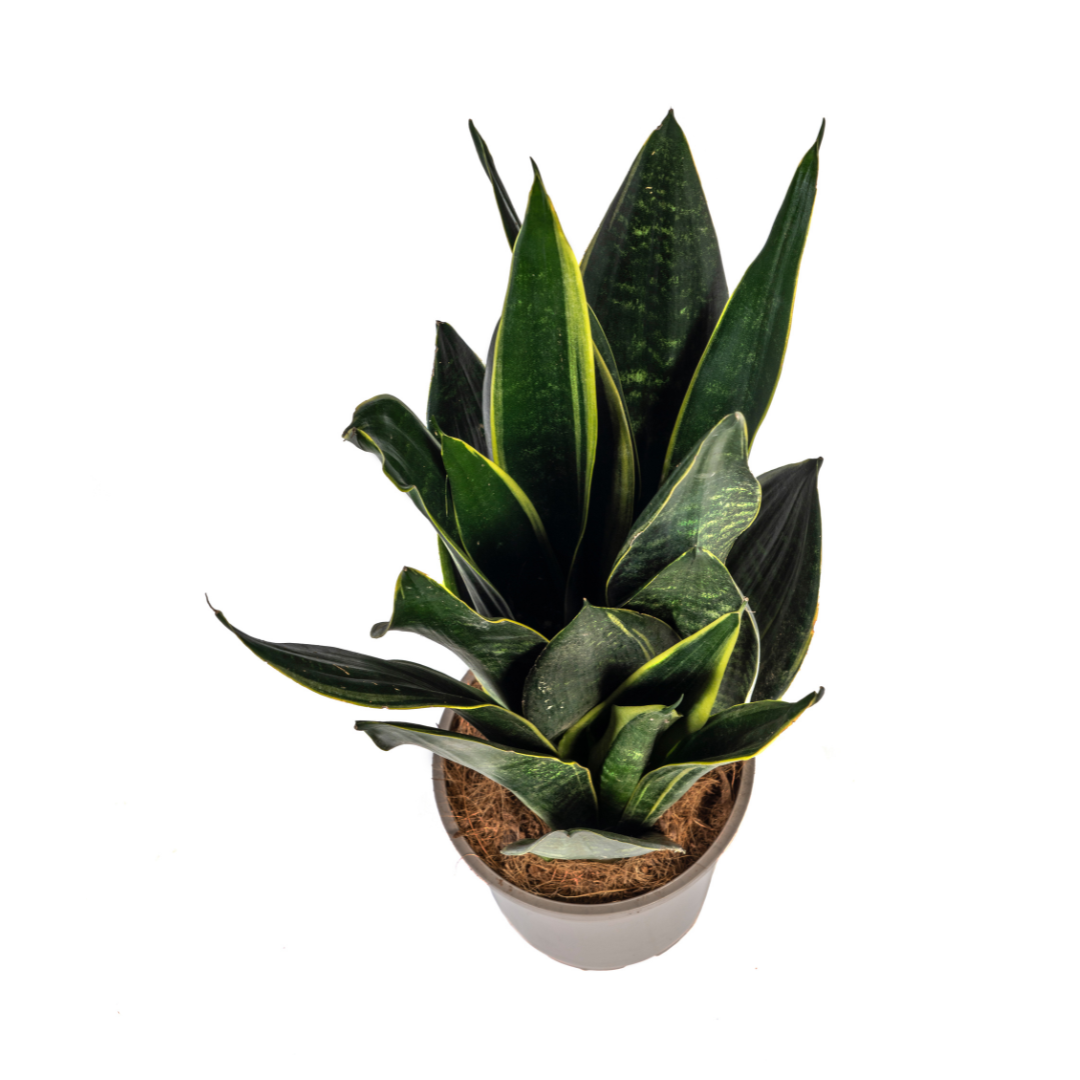 Sansevieria Futura Black – Elegante Schwiegermutterzunge