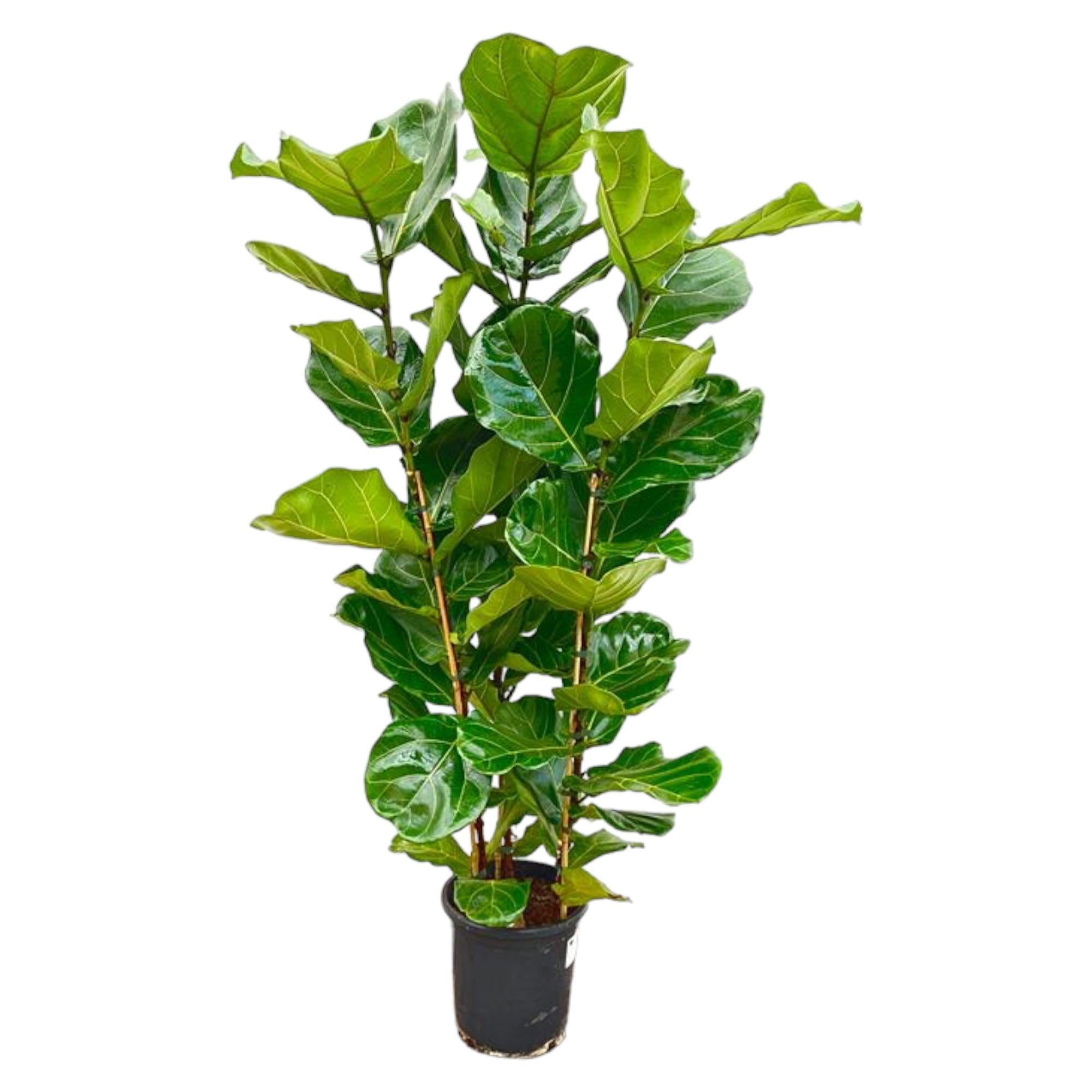 Ficus Lyrata auf Stamm 140 - 270cm kaufen – Elegante Geigenfeige für Innen