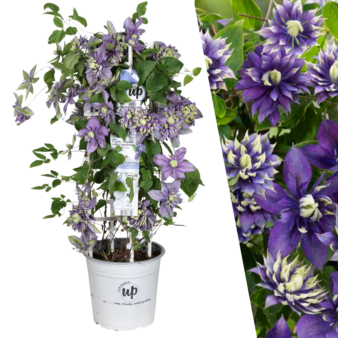 Waldrebe – Clematis &