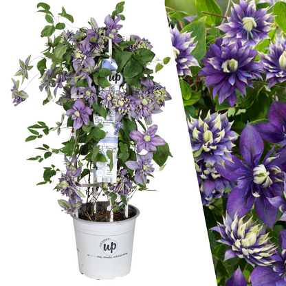 Waldrebe – Clematis &