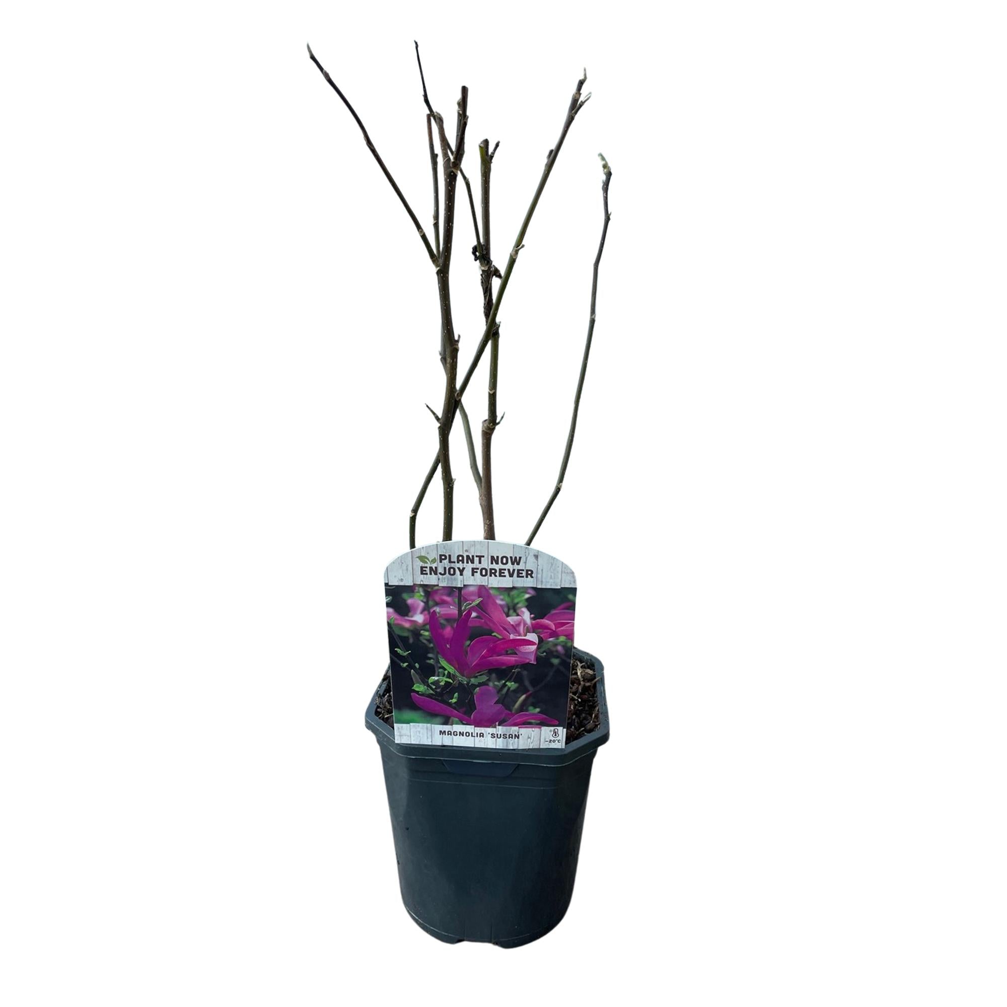 Magnolia Susan - Blumen Dunkelrosa - 1 Pflanze - laubabwerfend - wenig Pflege - Topf 17cm Höhe 45cm