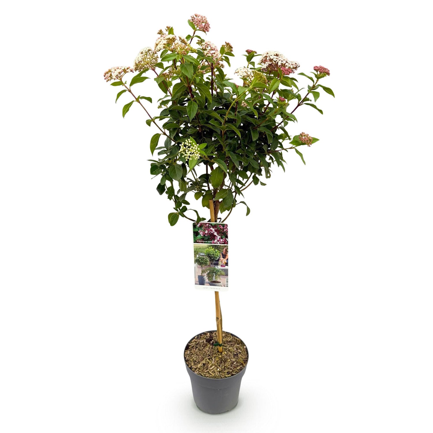 Viburnum tinus Eve Price - Terrassenpflanze - Immergrün - Winterhart - Weiß-Rosa Blüte - Topf 19cm Höhe 90cm