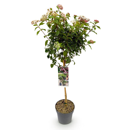 Viburnum tinus Eve Price - Terrassenpflanze - Immergrün - Winterhart - Weiß-Rosa Blüte - Topf 19cm Höhe 90cm