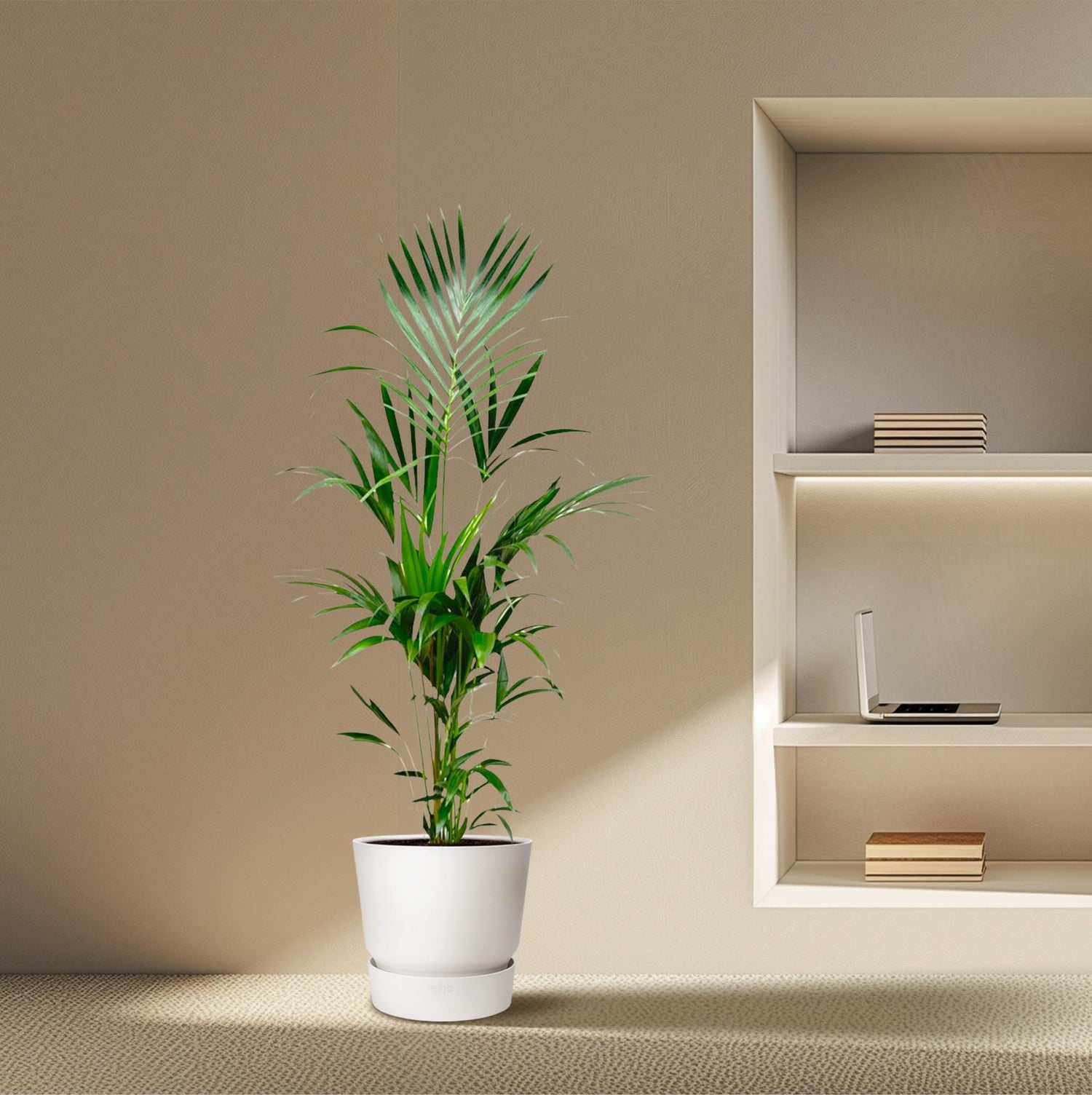 Kentia Palme 130 - 260 cm – Elegante Zimmerpalme