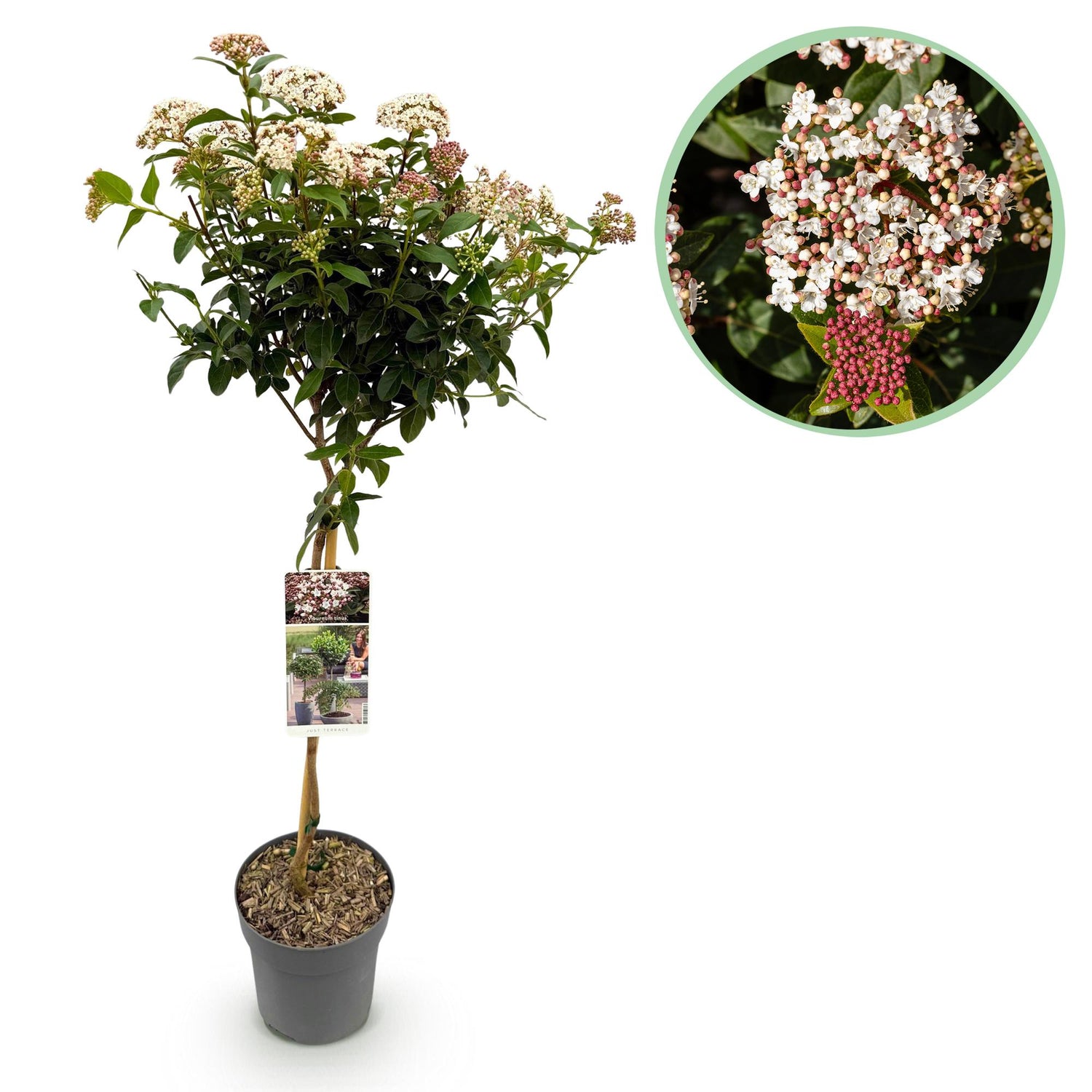 Viburnum tinus - Terrassen Pflanze - Immergrün - Winterhart - Weiß-Rosa Blüte - Topf 19cm Höhe 90cm