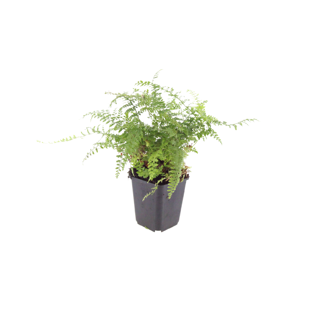 6x Polystichum set. &