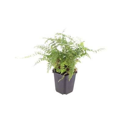 6x Polystichum set. &