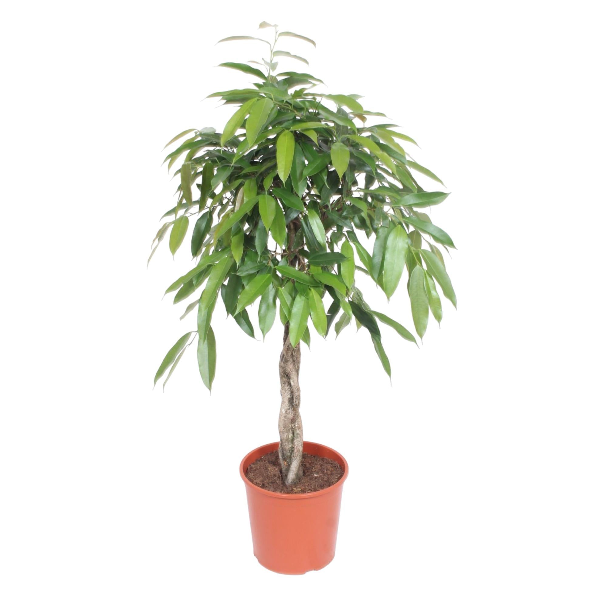 Ficus Amstel King geflochtenen Stamm - 140 cm - ø30