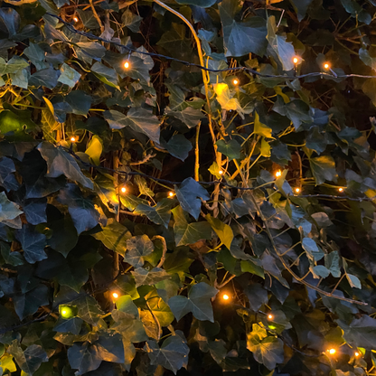 Hedera Hibernica - Efeu - gestäbt - ↨150 - 175 cm