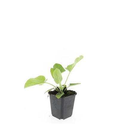 Phlomis russeliana – 24 Pflanzen Ø 9 cm ↕ 10–25 cm – Goldschopf-Brandkraut | Winterharte Staude für Sonne &amp; Halbschatten