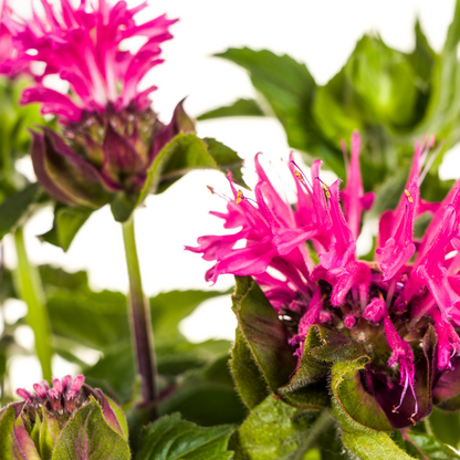 Indianernessel Monarda Didyma Pink Ø19cm - ↕45 - 60cm