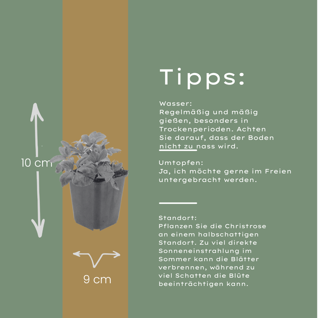 6x Helleborus orientalis - ↕10-25cm - Ø9cm