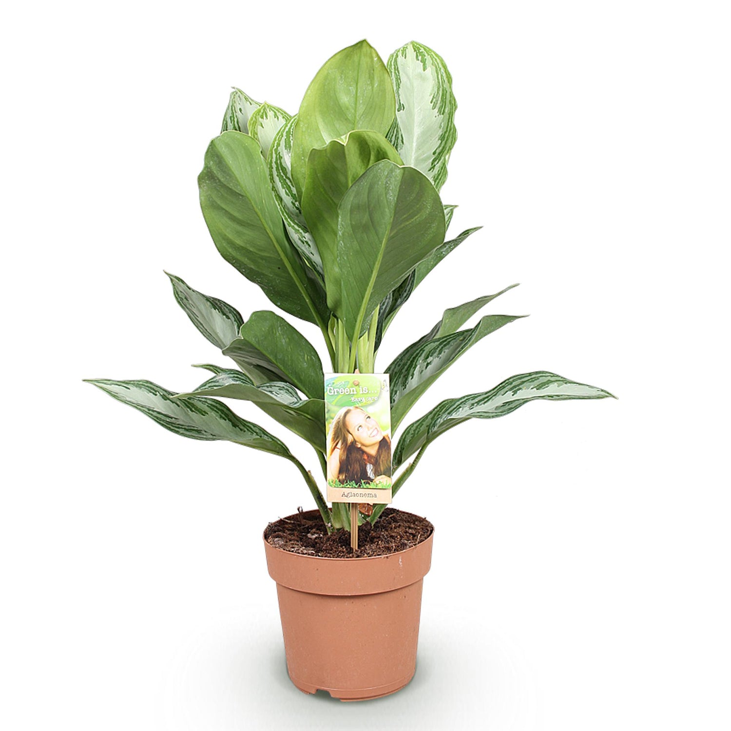 Aglaonema Silver Bay - Silberblatt Höhe 70-75cm