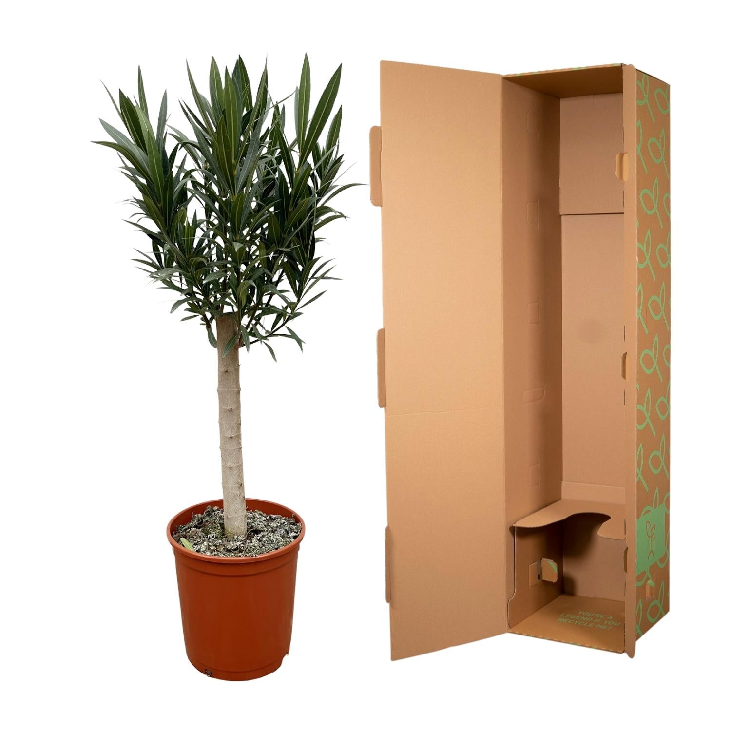 Oleander Hochstamm – Nerium Oleander – ca. 110 cm – Ø22 cm Topf – Immergrün &amp; Mediterran