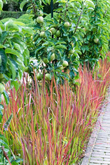 Imperata cylindrica ‘Red Baron’ – 24 Pflanzen Ø 9 cm – Japanisches Blutgras mit intensiver roter Färbung