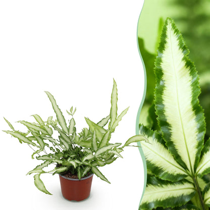 Pteris cretica Albolineata - Schwertfarn - 1 Pflanze - Topf 12cm - Höhe 20cm