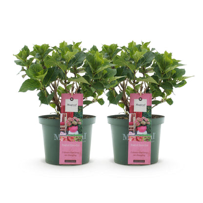 Balkonpflanze - Hortensie - Hydrangea Magical Green Fire - Rosa Grün - 6-10 Blüten - 2 Pflanzen - Topf 23cm Höhe 55cm