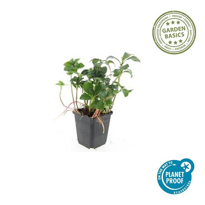 Pachysandra terminalis ‘Green Sheen’ – 24 Pflanzen, Ø 9 cm Topf, ↕ 10–25 cm – Immergrüner Bodendecker für Schattenlagen