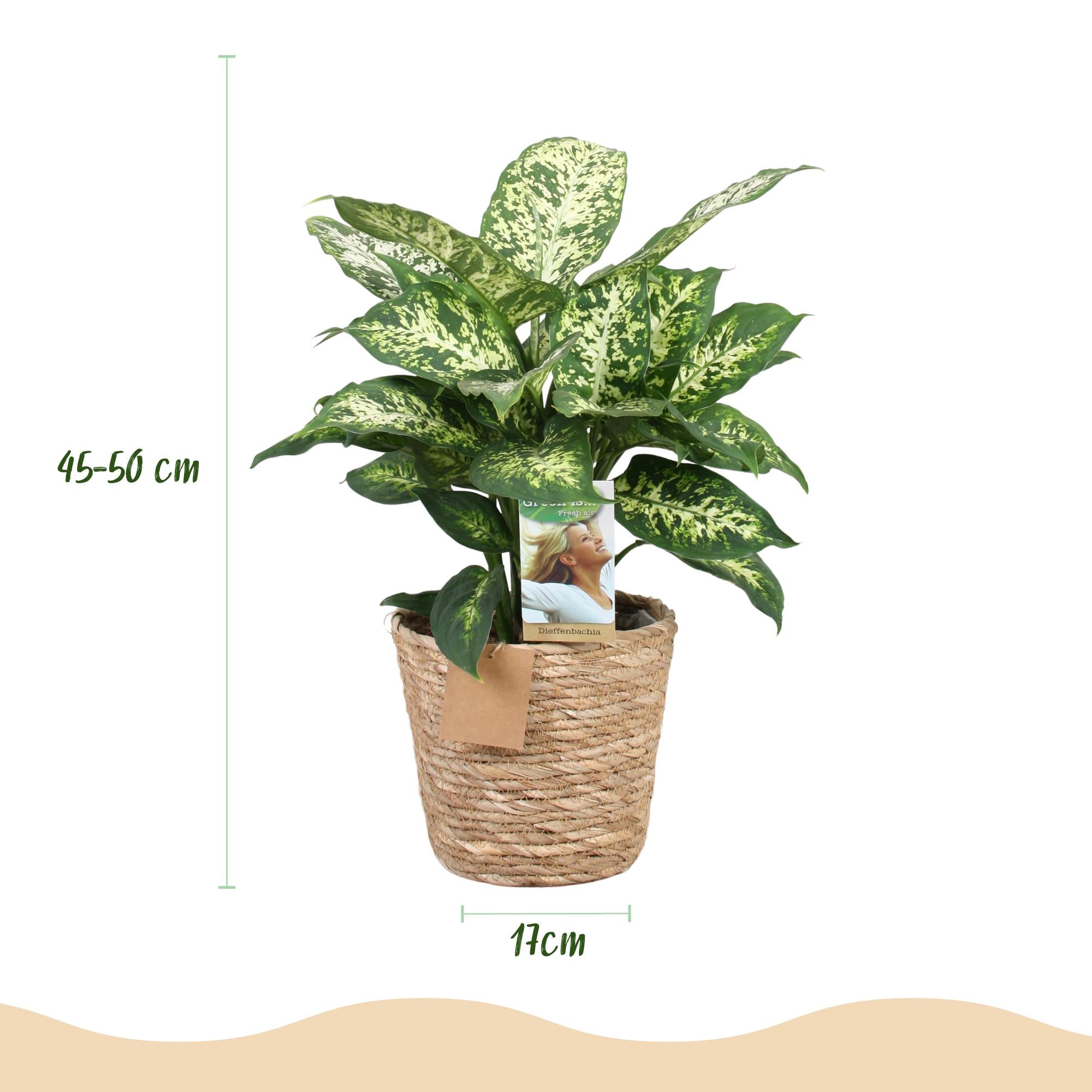 Diefenbachia Compacta - Dieffenbachia mit Korb - Höhe 45-50cm