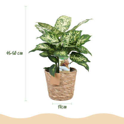 Diefenbachia Compacta - Dieffenbachia mit Korb - Höhe 45-50cm