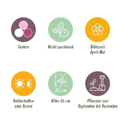 Blumenzwiebeln Hyacinth Pastel Mix | 10 Stück Pastellfarben – Zwiebelgröße 14/15 – XXL Pack