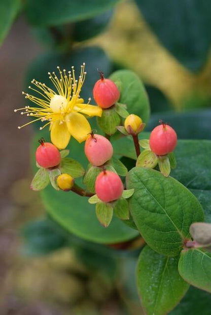 24x Zier-Johanniskraut mit leuchtenden Beeren – Höhe 10–25 cm – Ø 9 cm Topf
