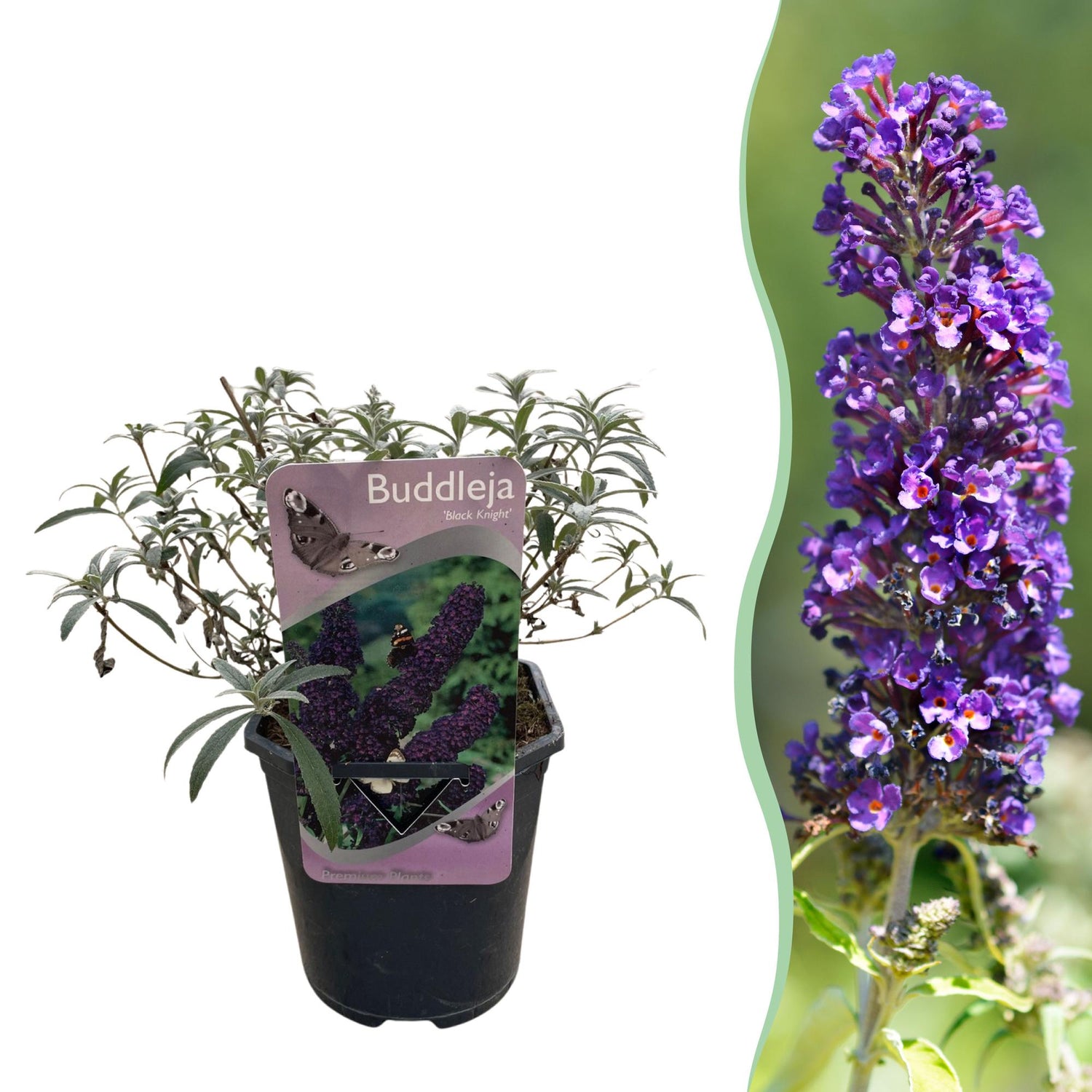 Schmetterlingsstrauch - Buddleja davidii Purple Emperor - Blüte Lila - 1 Pflanze - Laubabwerfend - Schmetterlingsanziehend - Topf 17cm Höhe 25cm