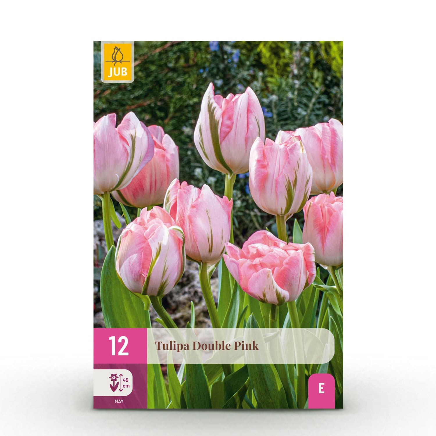 Tulpe Double Pink - Farbe Rosa - 12 Stück - Zwiebelgröße 11/12 - XXL Pack
